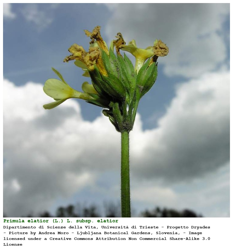 Primula elatior (L.) L. subsp. elatior